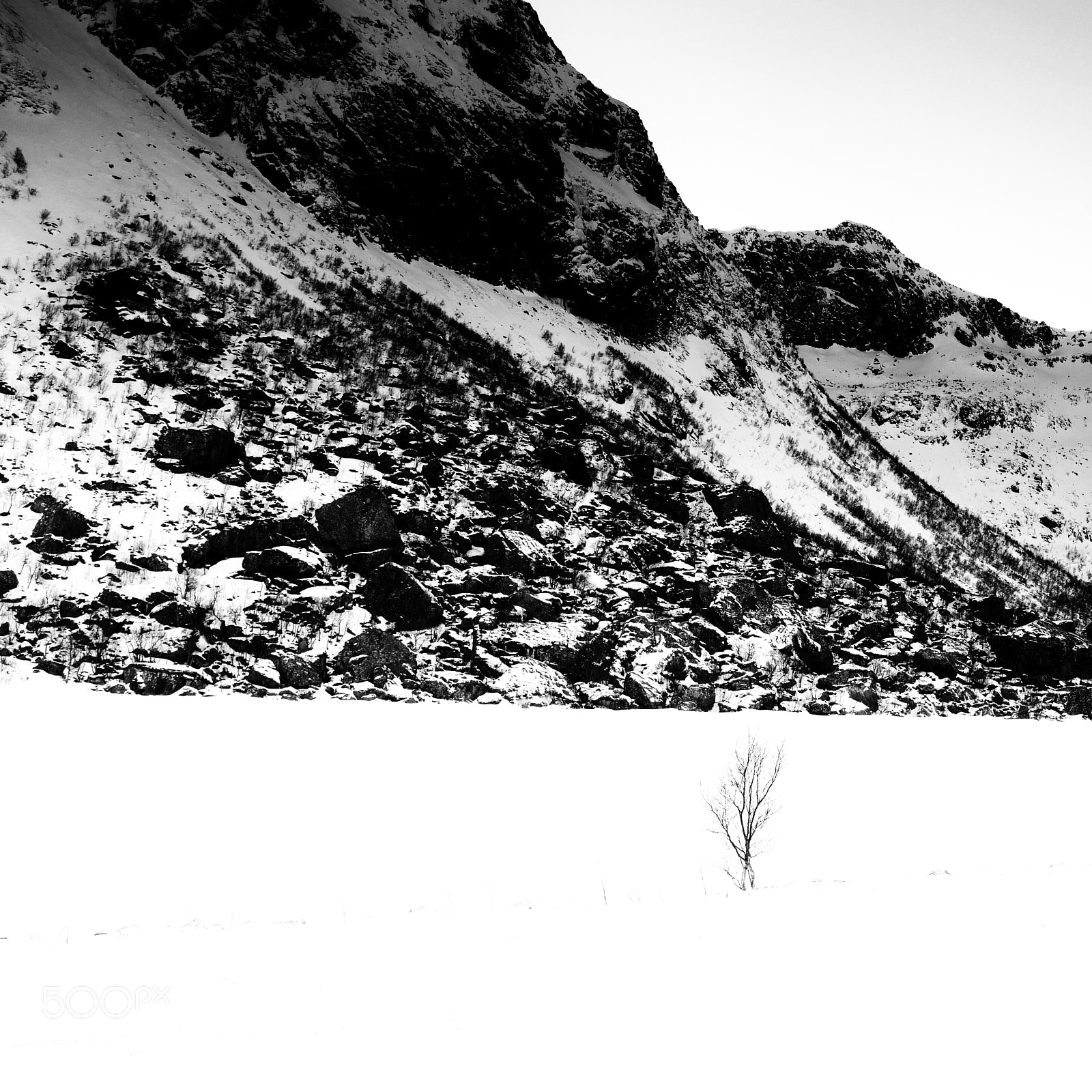 Leica Q (Typ 116) sample photo. Tree in the snow photography