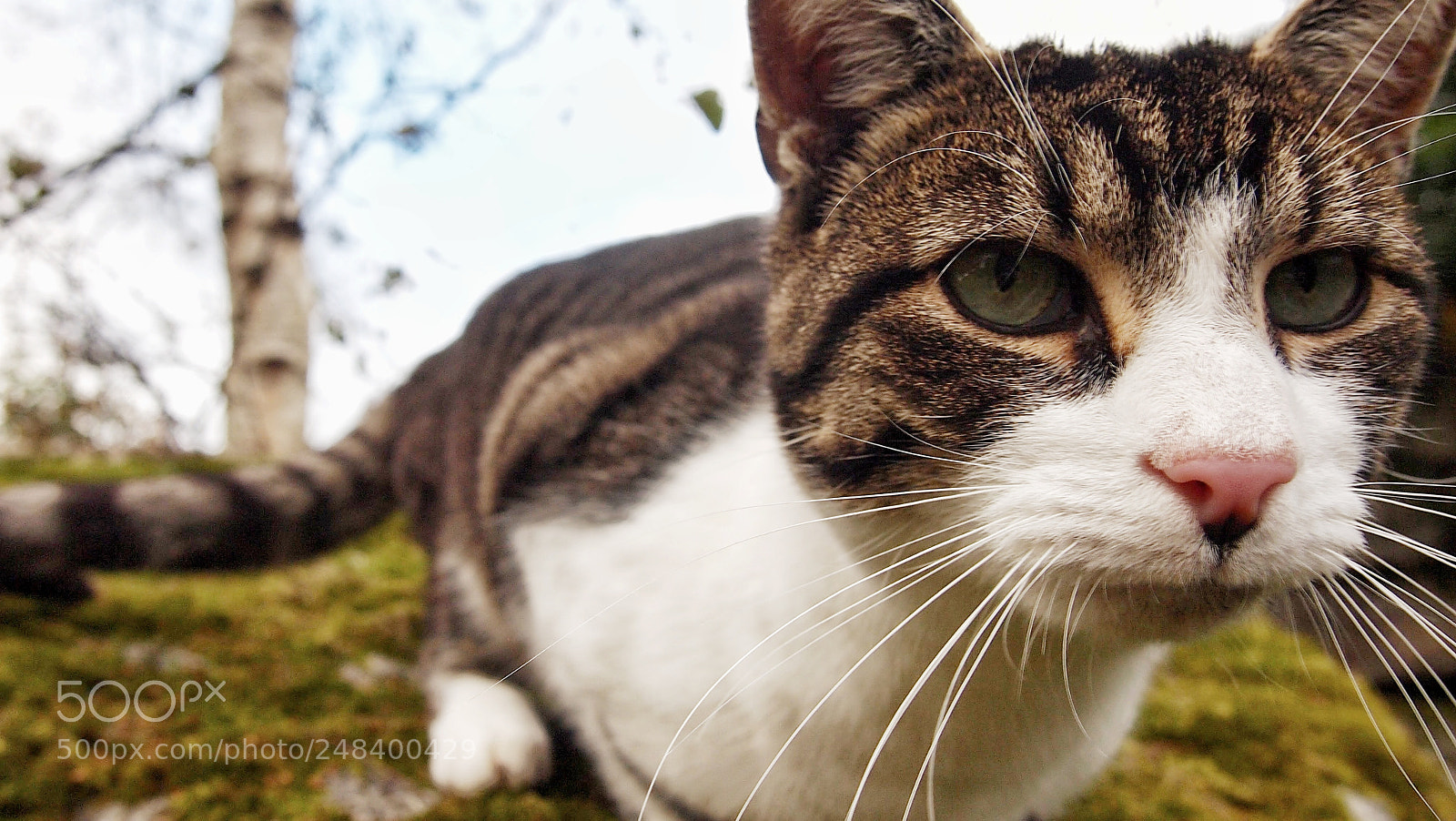 Olympus PEN E-PL1 sample photo. Hello photography