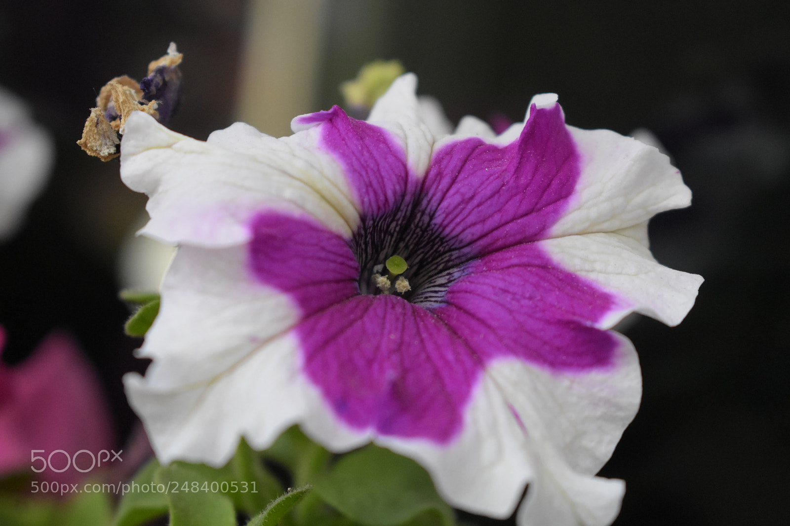 Nikon D3400 sample photo. Flower 1 photography