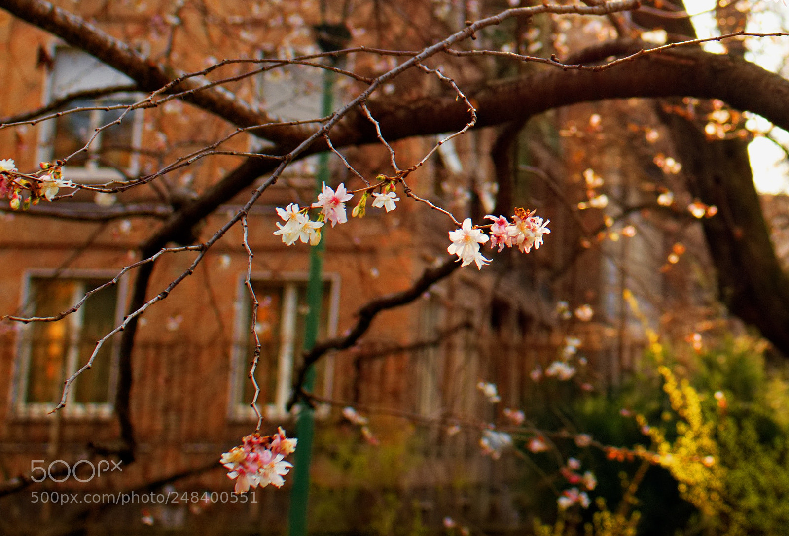 Nikon D810 sample photo. Untitled photography