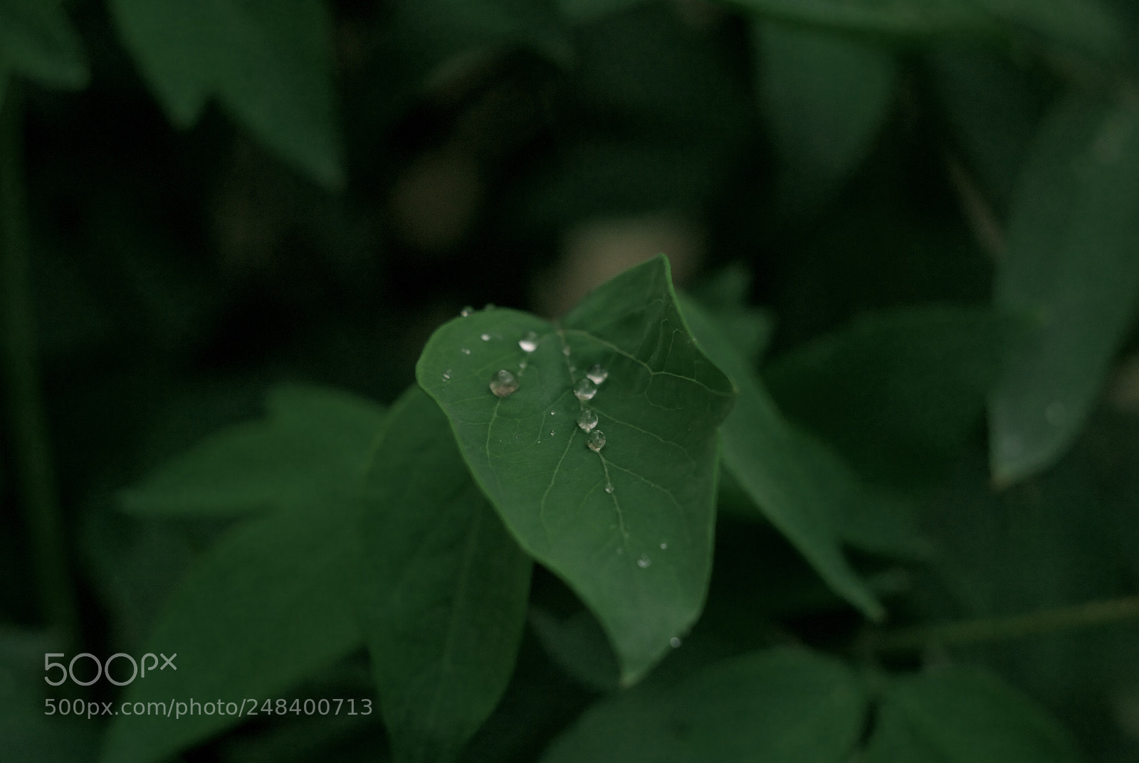 Canon EOS 100D (EOS Rebel SL1 / EOS Kiss X7) sample photo. Water drop on the photography