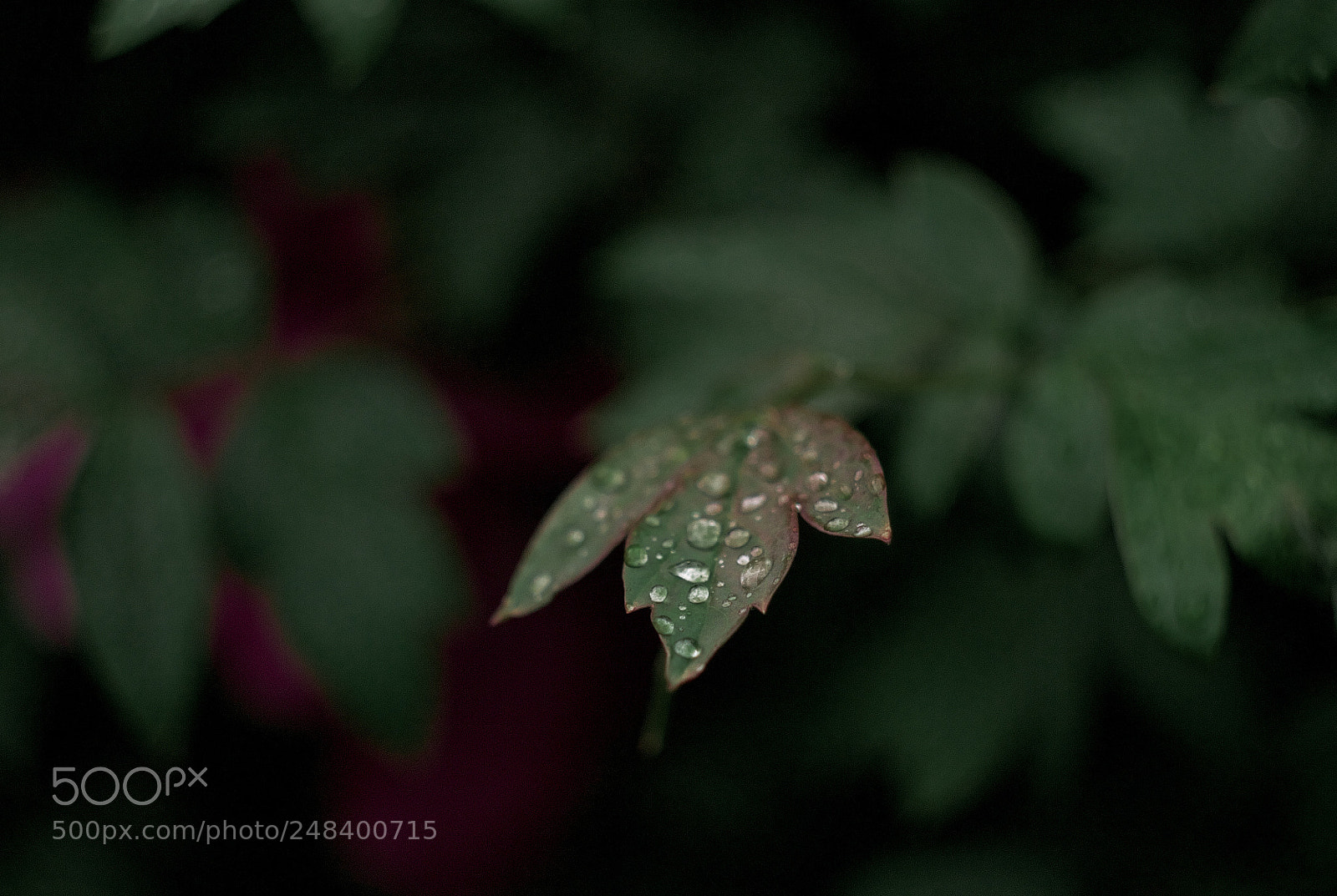 Canon EOS 100D (EOS Rebel SL1 / EOS Kiss X7) sample photo. Water drop on the photography