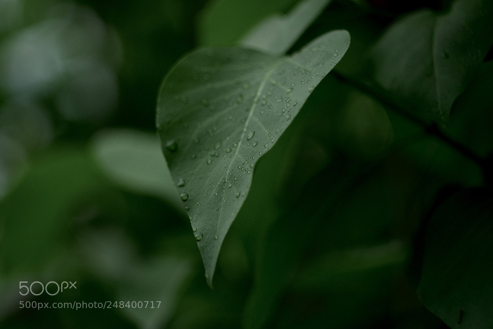 Canon EOS 100D (EOS Rebel SL1 / EOS Kiss X7) sample photo. Raindrop on the leaf photography
