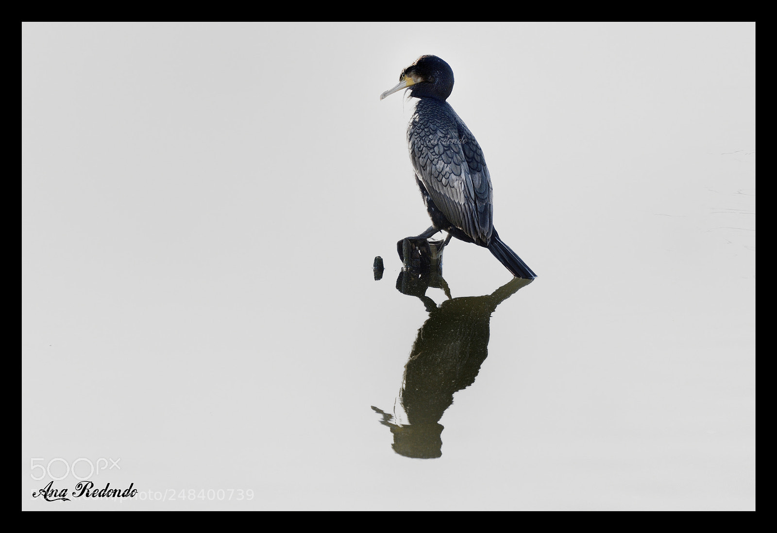 Nikon D7200 sample photo. Cormorán ii photography