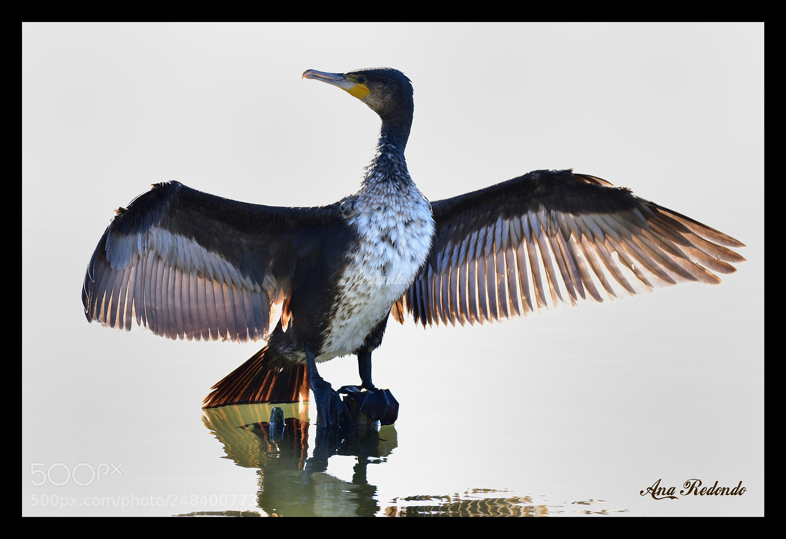 Nikon D7200 sample photo. Cormorán photography