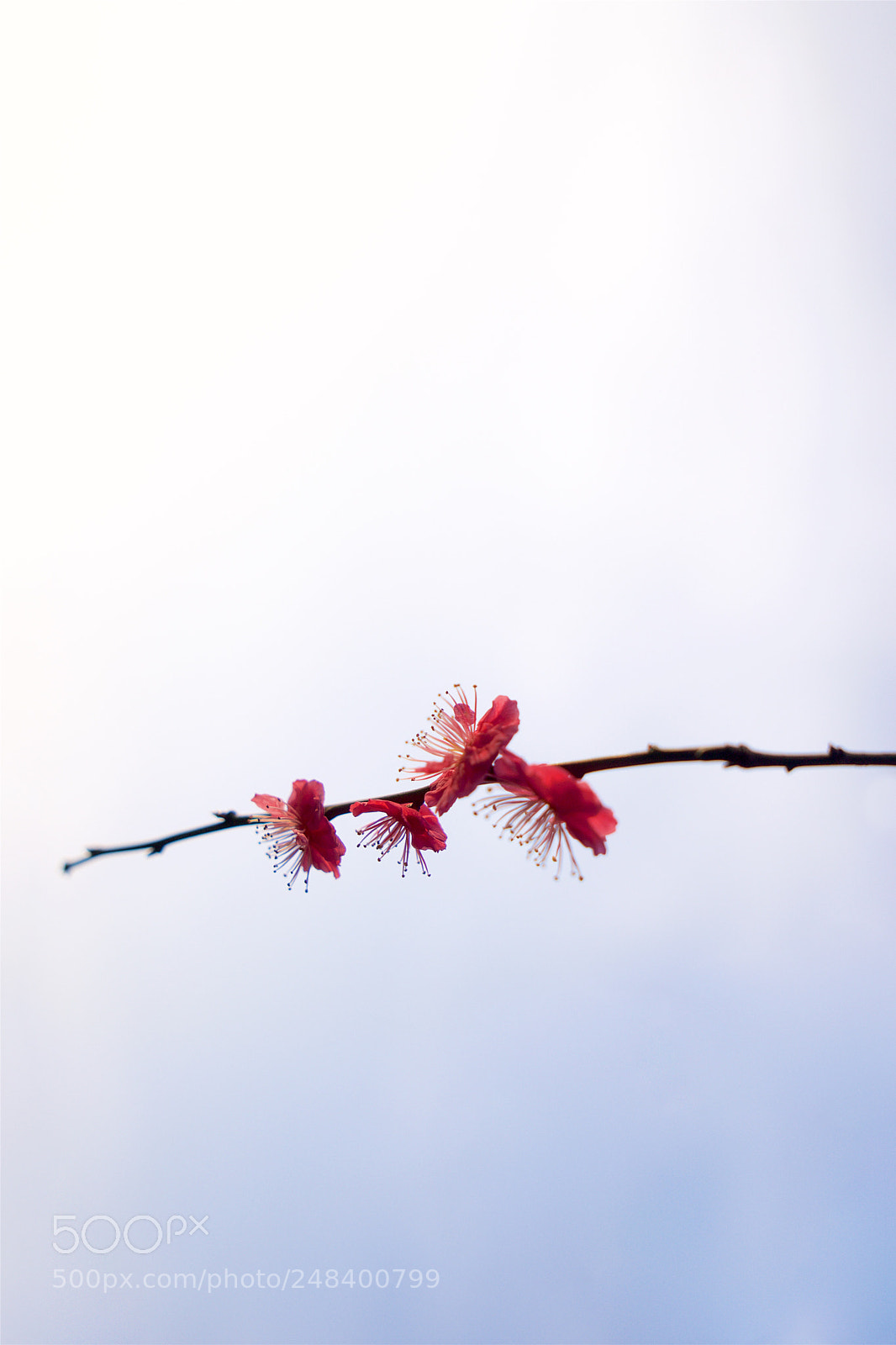 Sony a7 sample photo. Chimonanthus with purely background photography