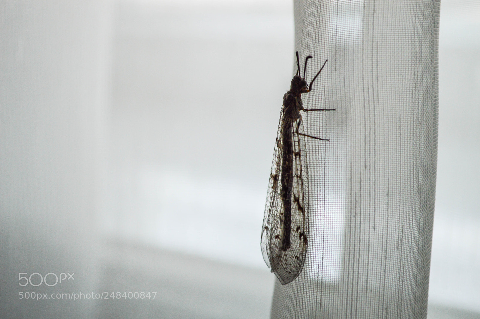 Nikon D3200 sample photo. Little guest photography