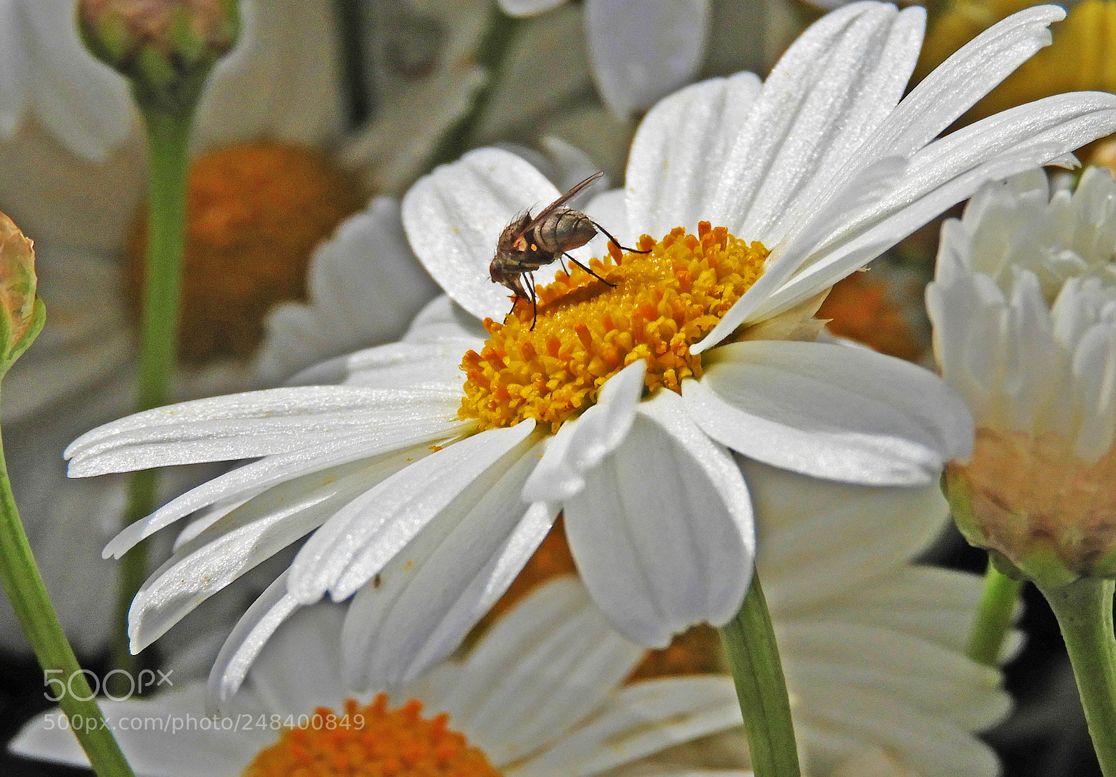 Nikon Coolpix B700 sample photo. ## photography