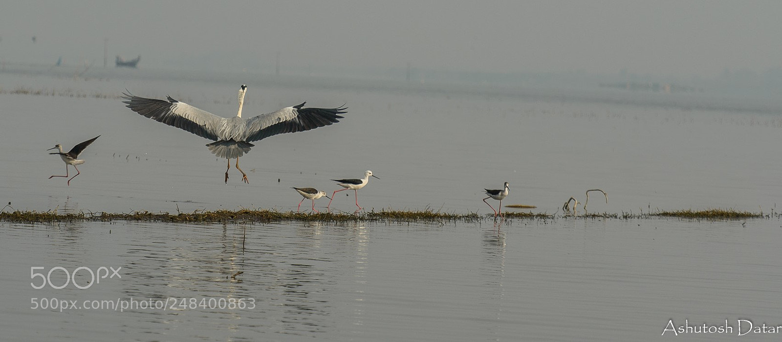 Nikon D610 sample photo. Touch down photography