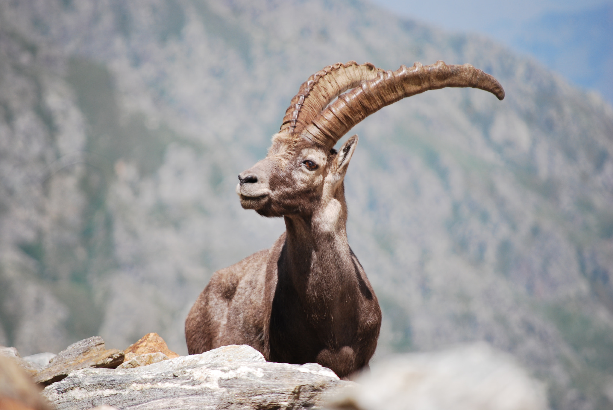 Nikon D60 sample photo. King of the mountain photography