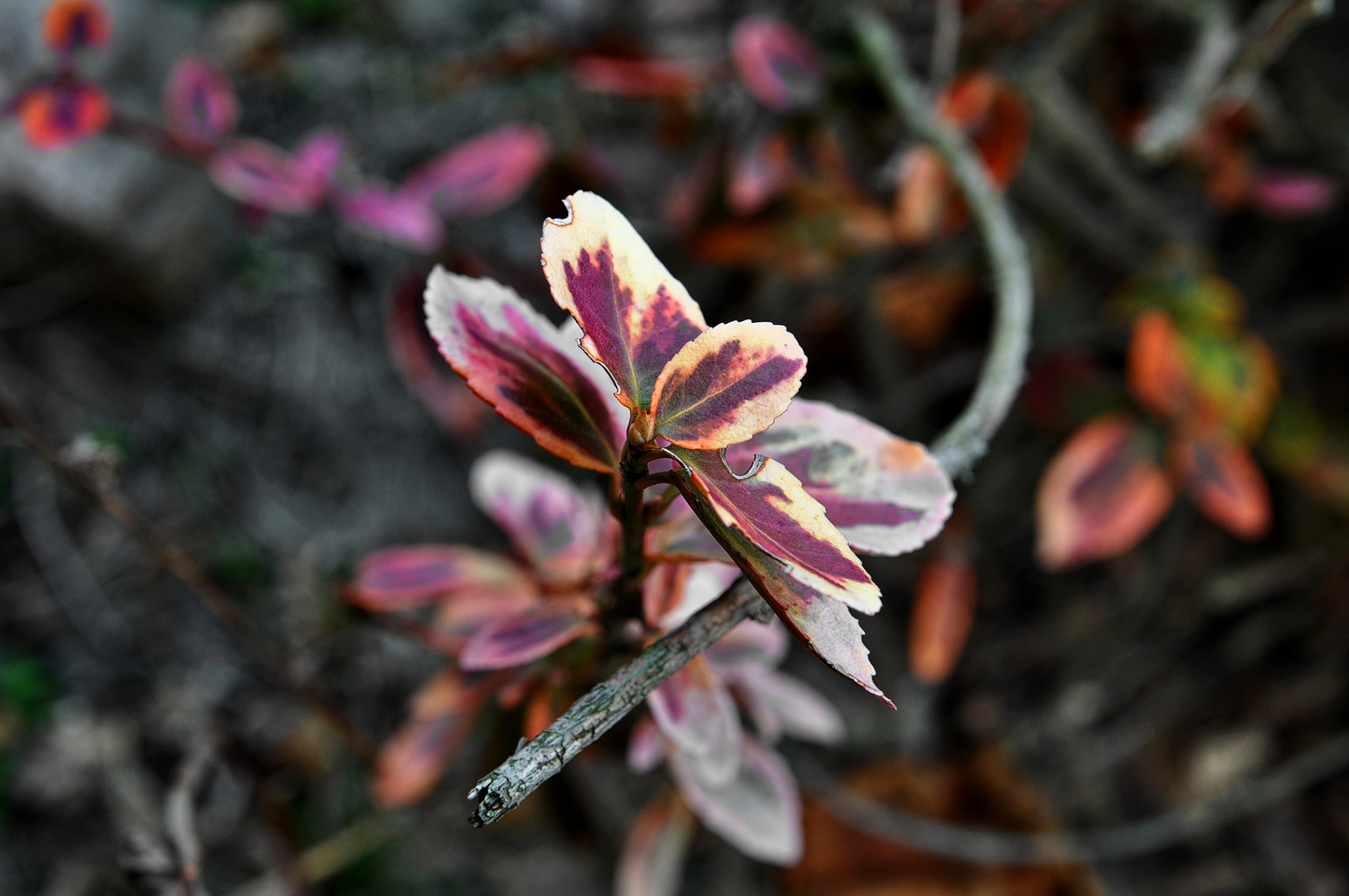 Nikon D90 sample photo