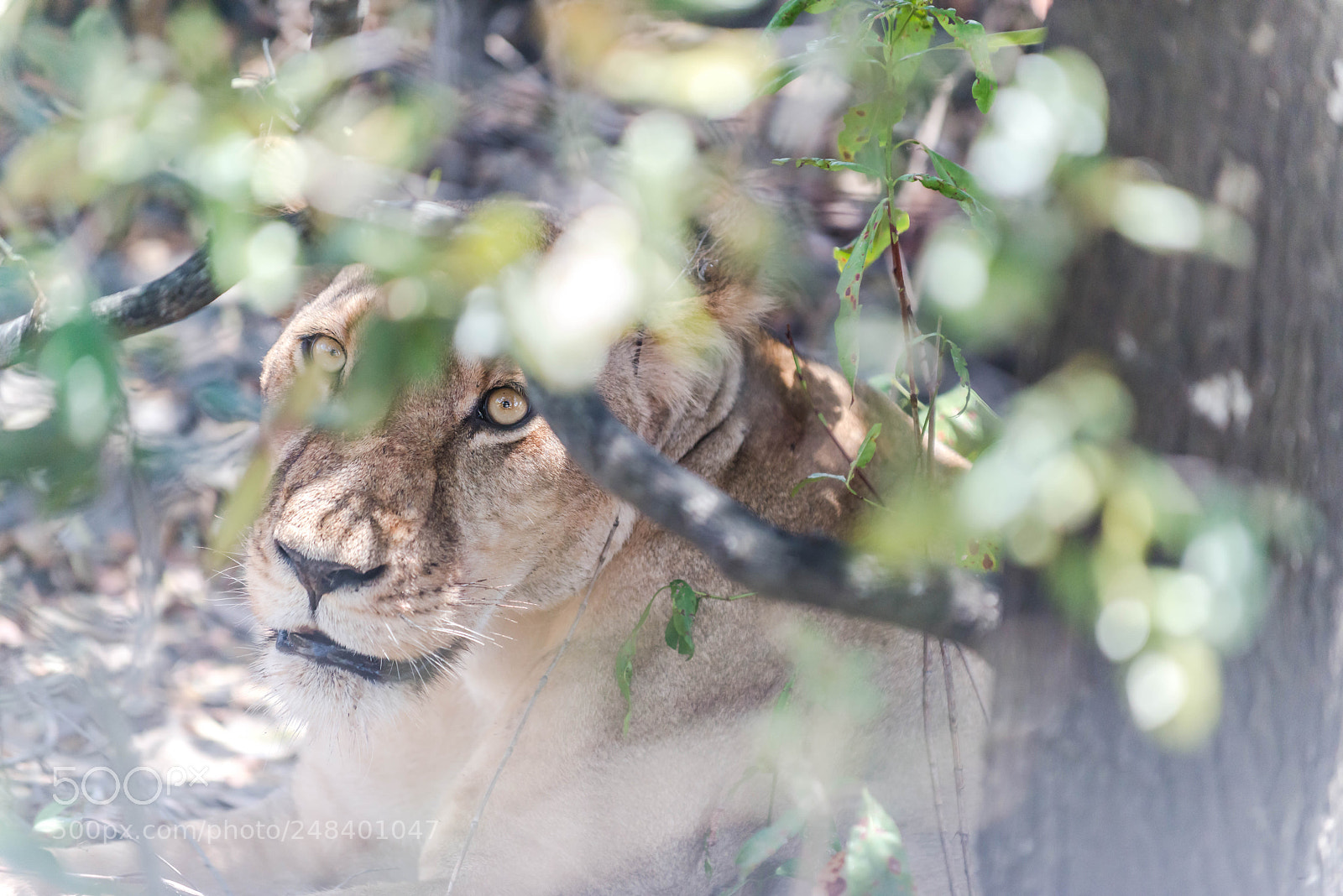 Nikon D800E sample photo. Lurking eyes photography