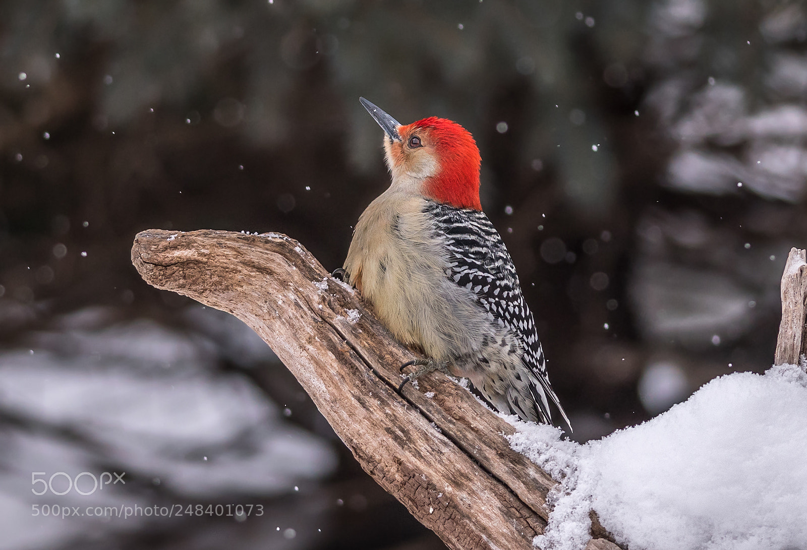 Nikon D500 sample photo. Woodpecker in winter photography