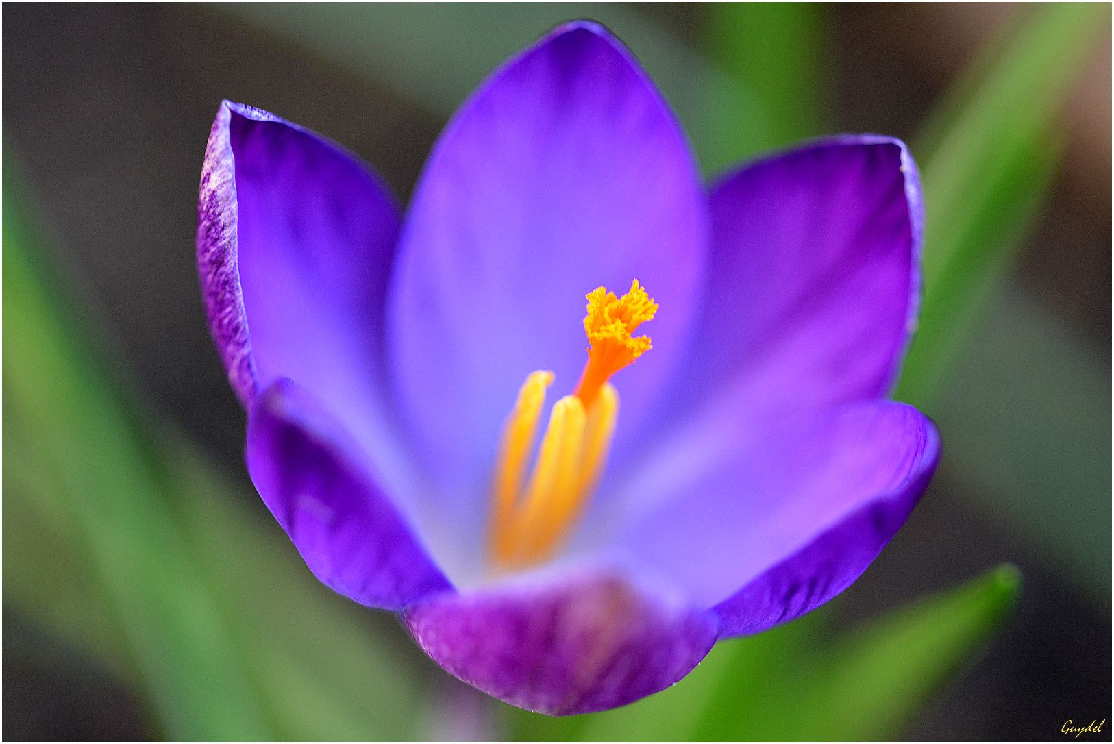Nikon D5200 sample photo. Retardataire ! photography