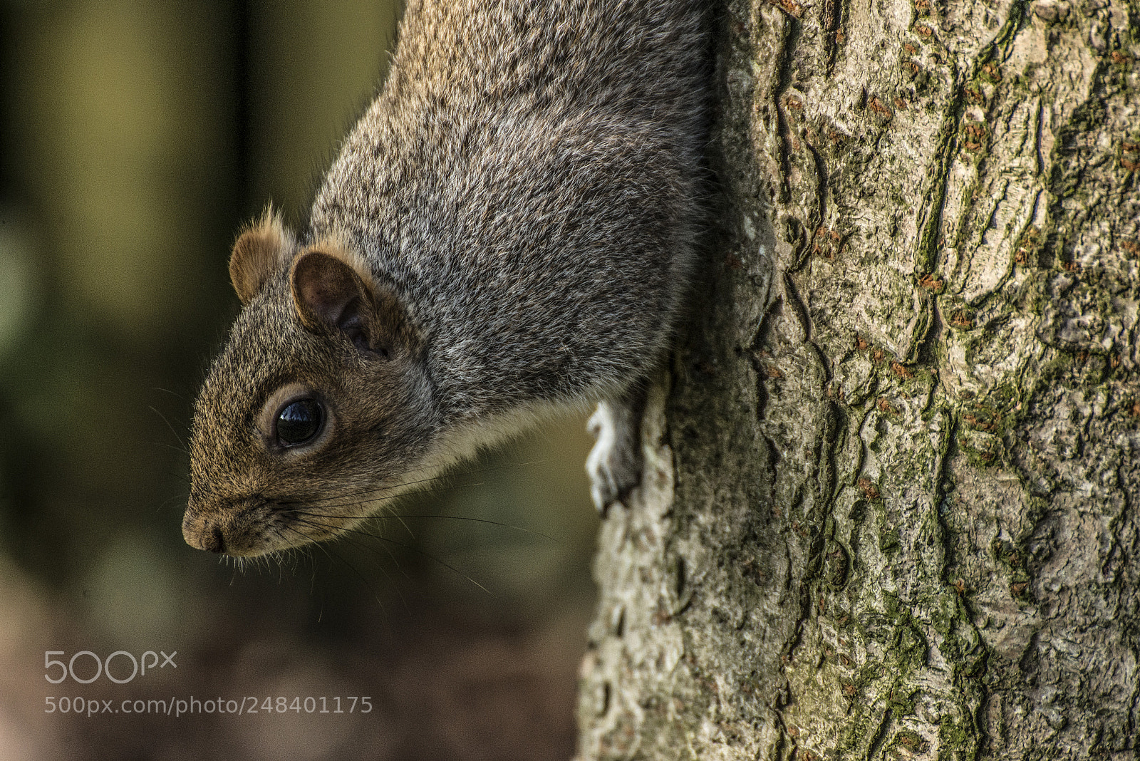 Nikon D610 sample photo. Squirrel ii photography
