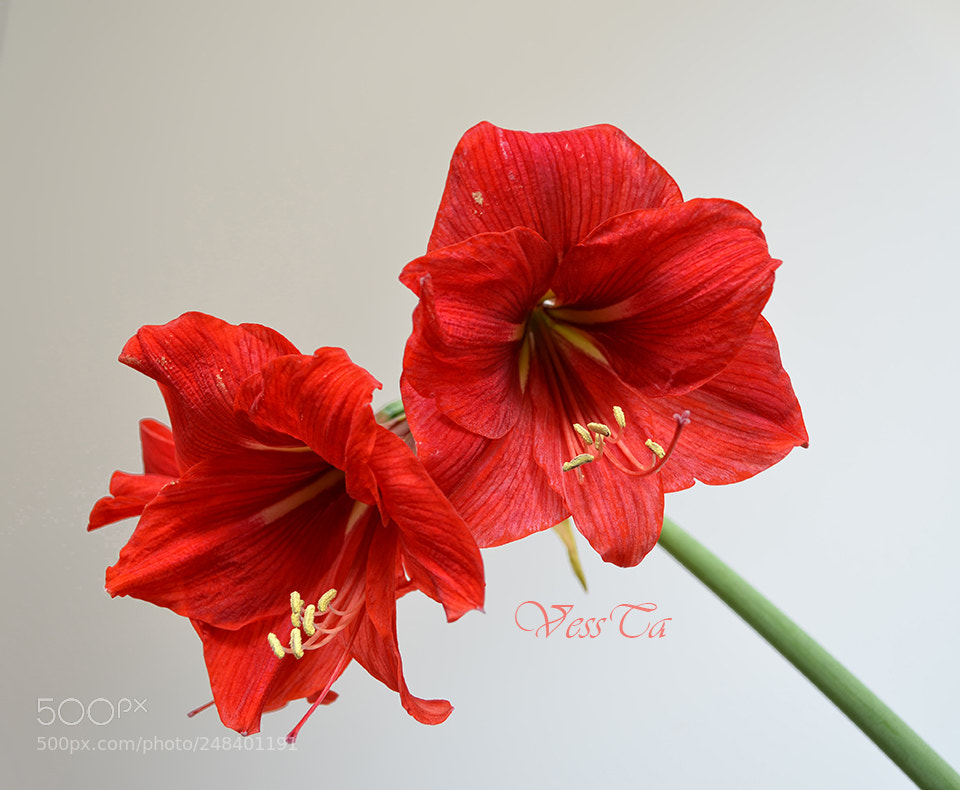 Nikon D5100 sample photo. Red photography