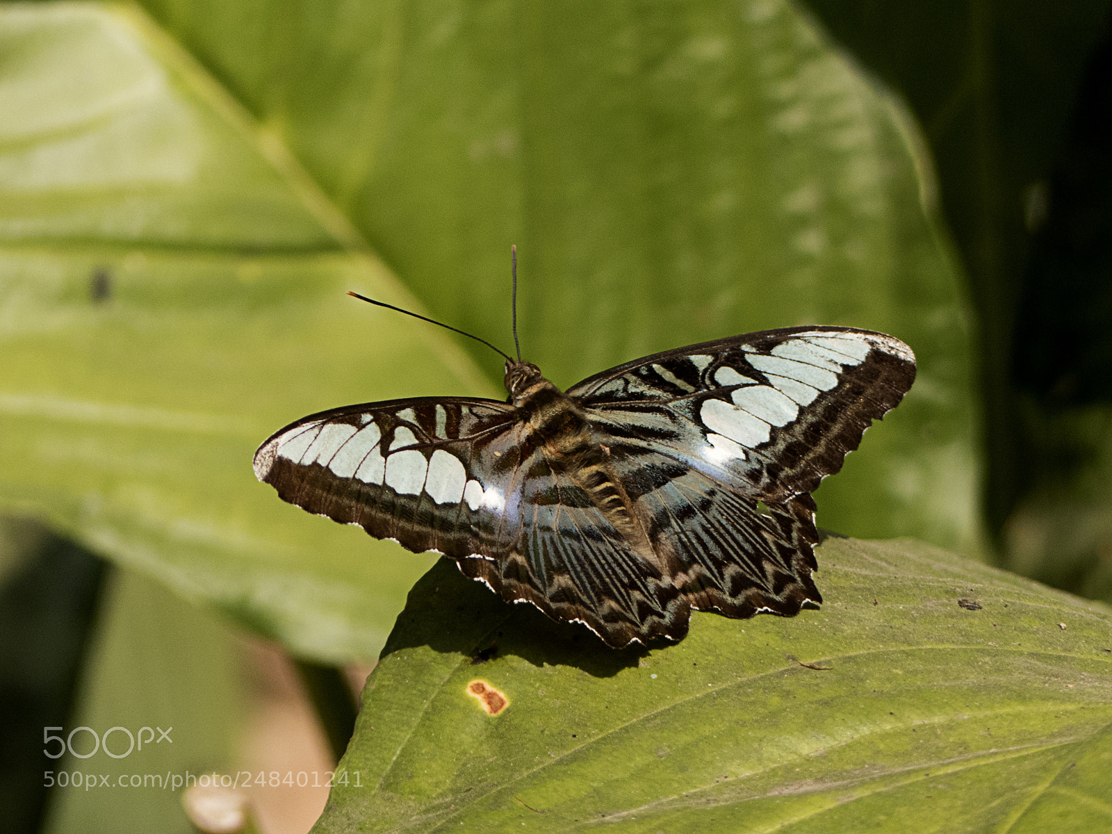 Panasonic Lumix DMC-FZ300 sample photo. ... photography