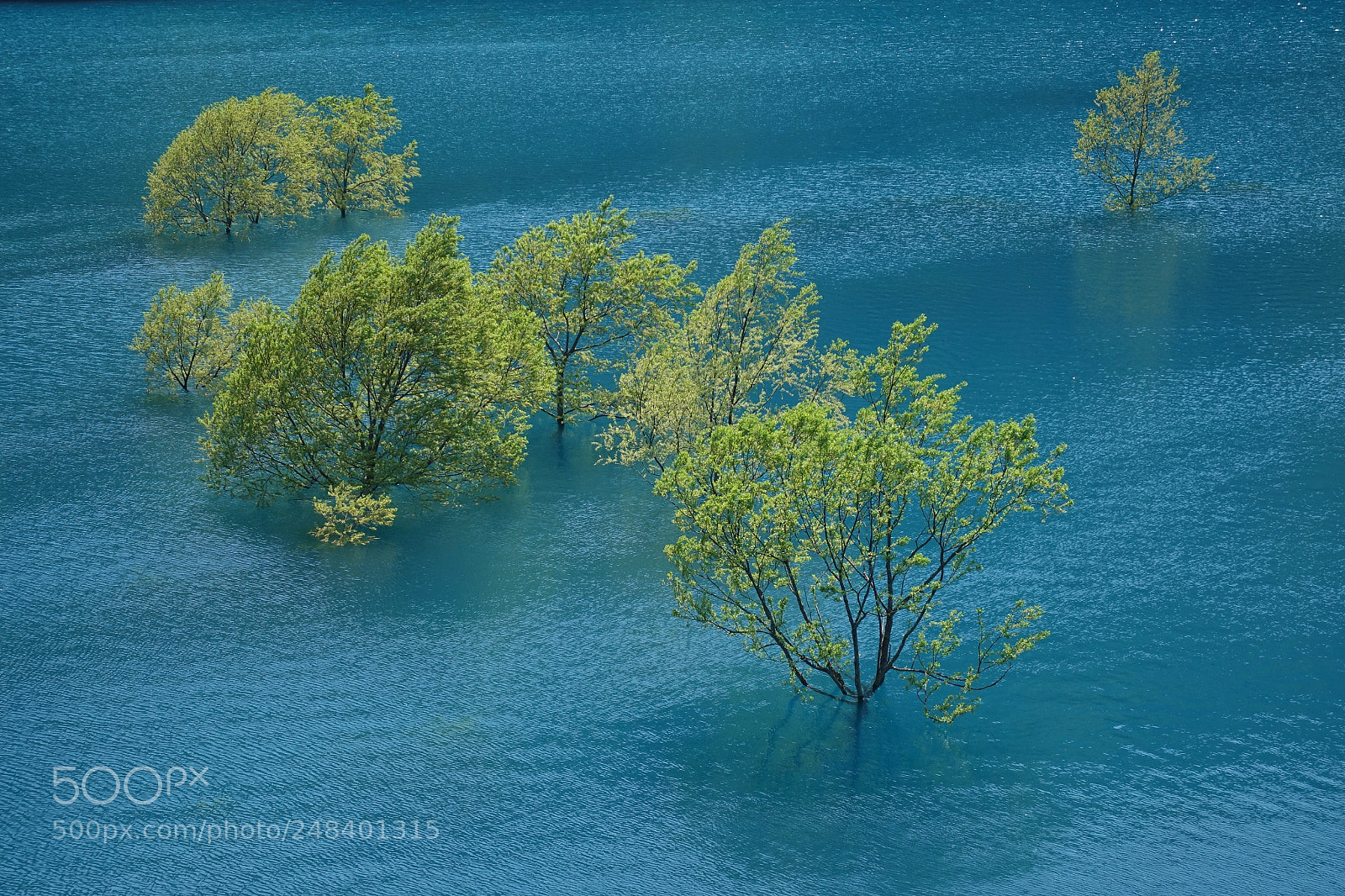 Sony Cyber-shot DSC-RX100 IV sample photo. Trees in the lake photography