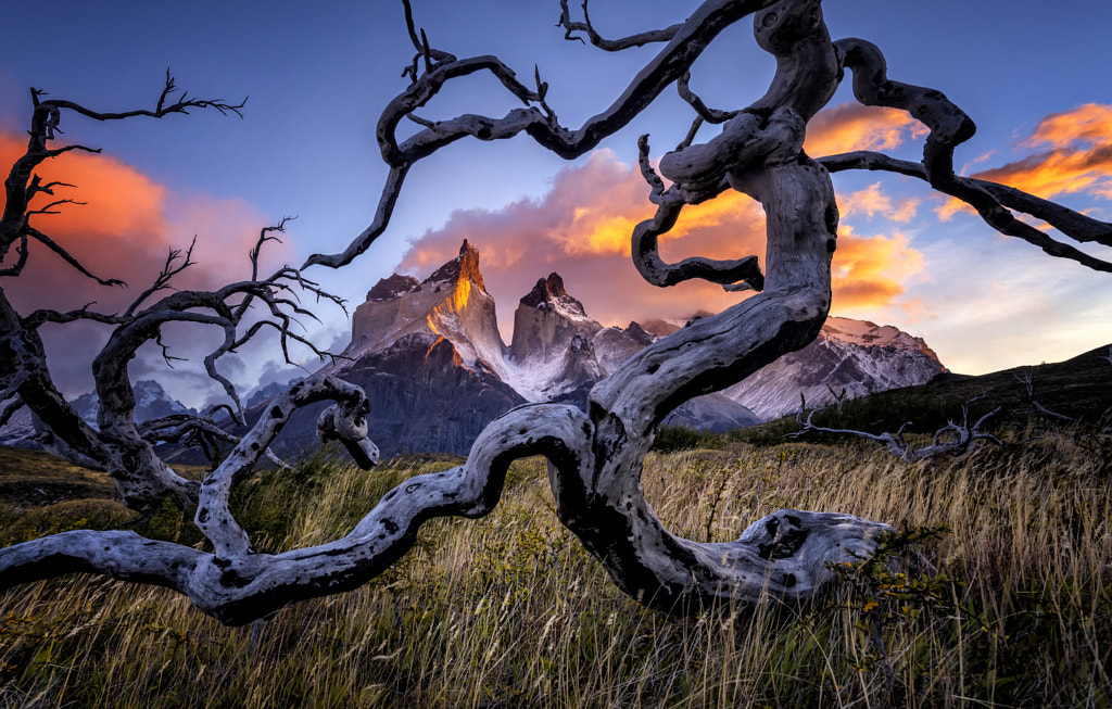 Tangled by Timothy Poulton on 500px.com