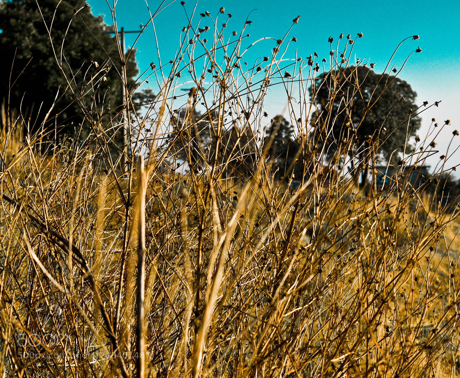 Nikon D5500 sample photo. Espigas secas photography