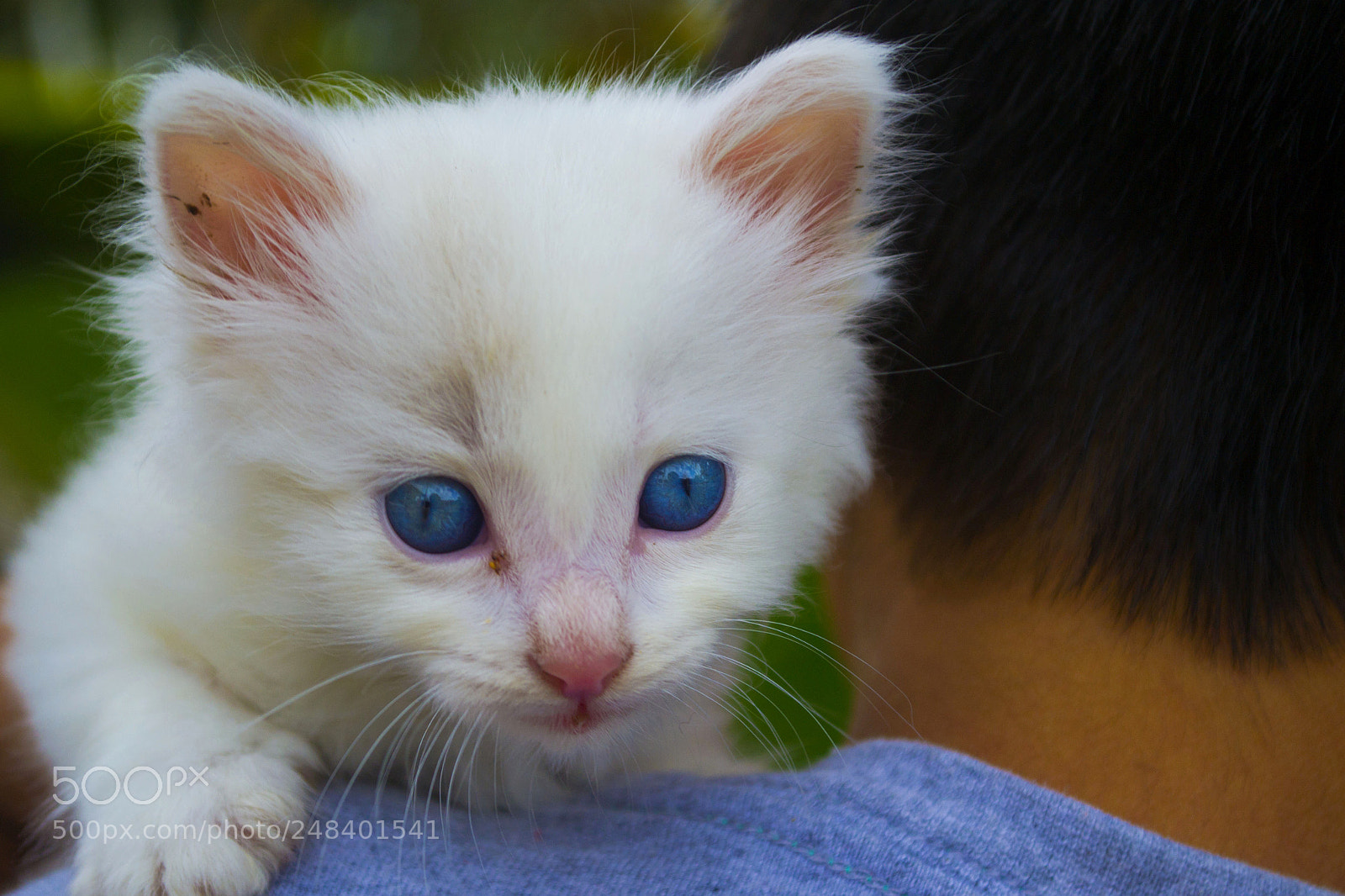 Nikon D3100 sample photo. Sebastian's cat photography