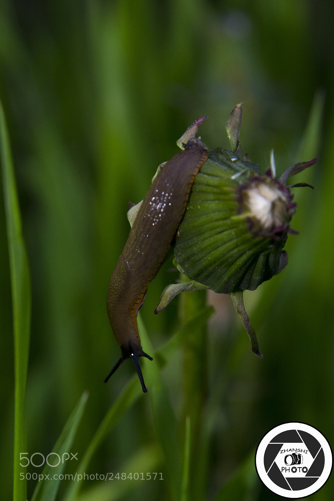 Nikon D3100 sample photo. Snail photography