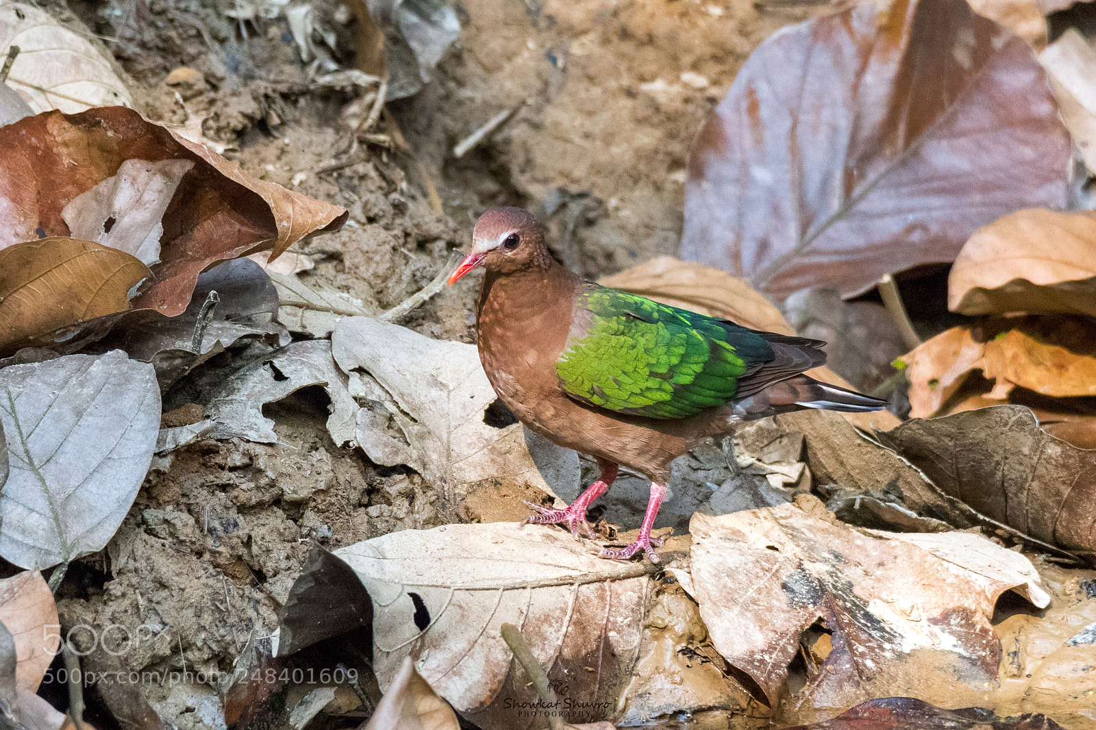 Canon EOS 7D Mark II sample photo. Emerald dove photography