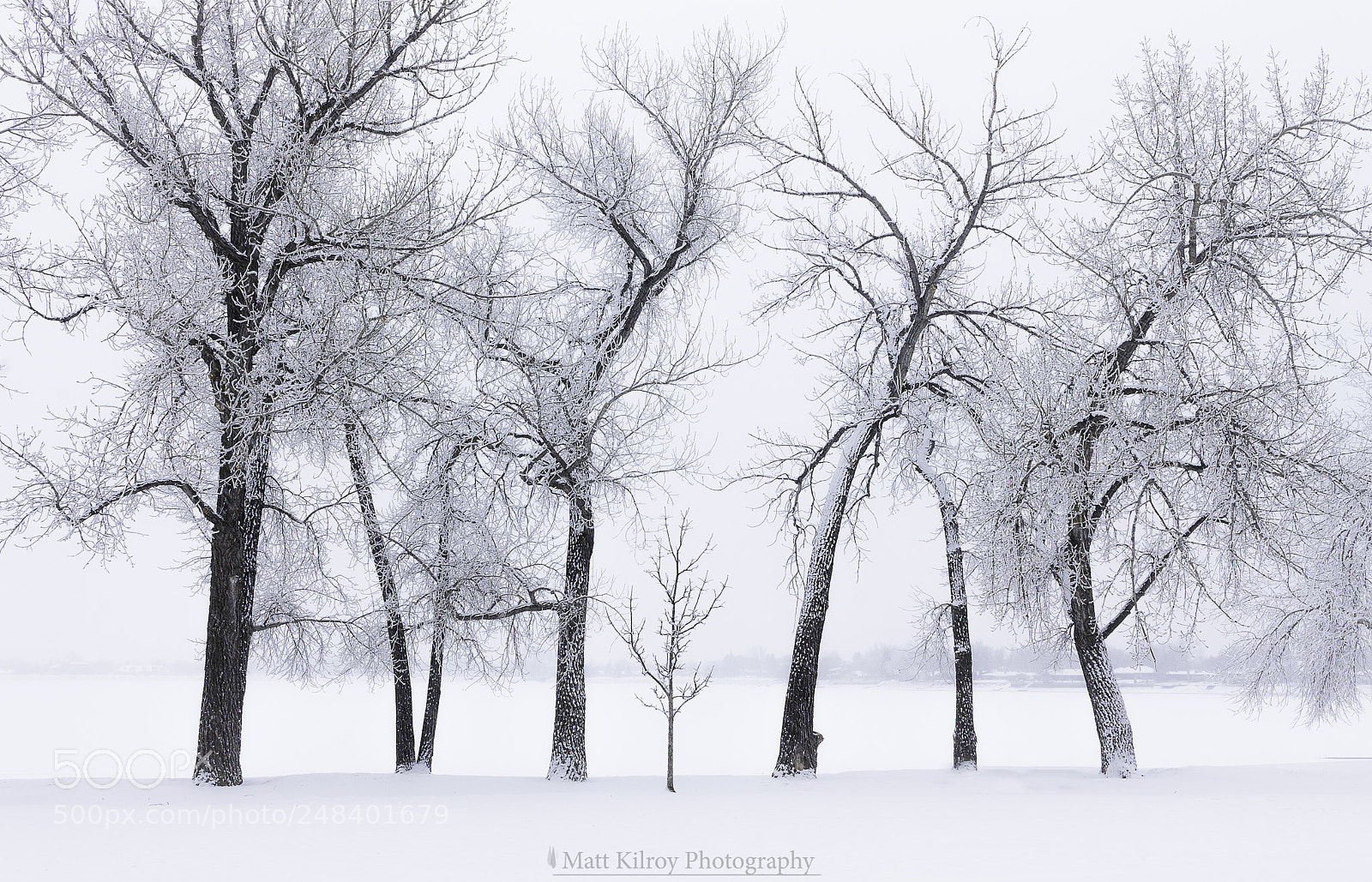 Canon EOS 1100D (EOS Rebel T3 / EOS Kiss X50) sample photo. Cottonwoods and winter photography