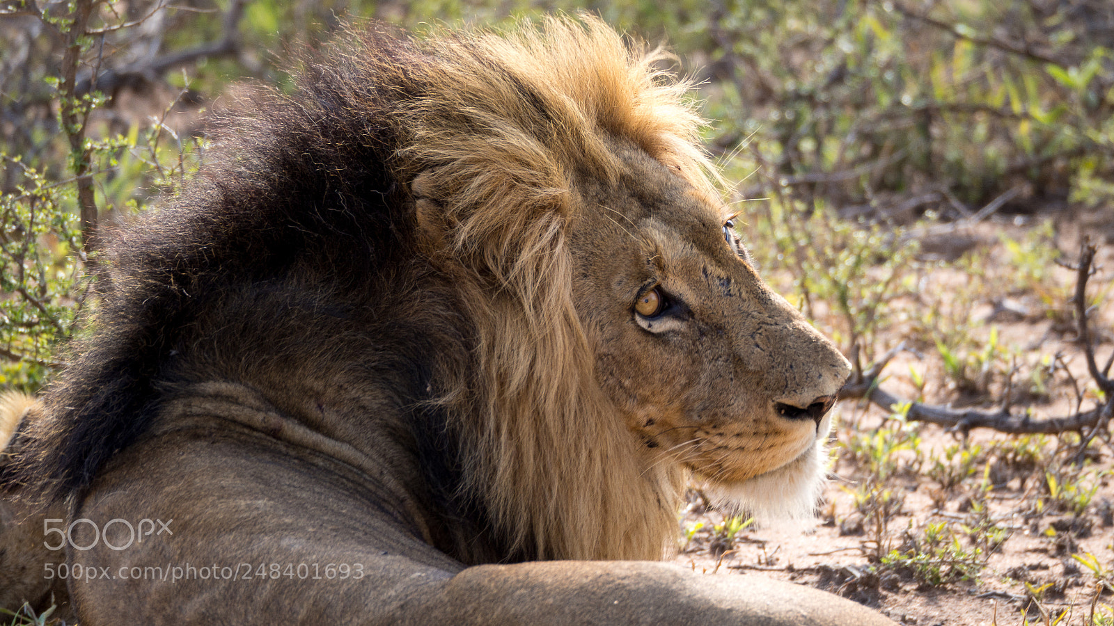 Olympus OM-D E-M10 II sample photo. Lion photography