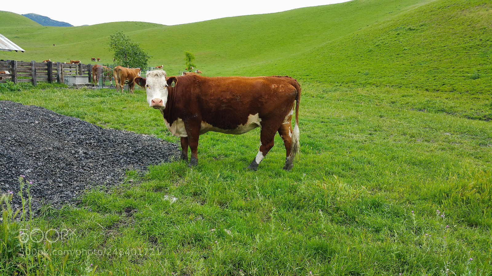 Samsung Galaxy Note4 sample photo. California happy cow photography