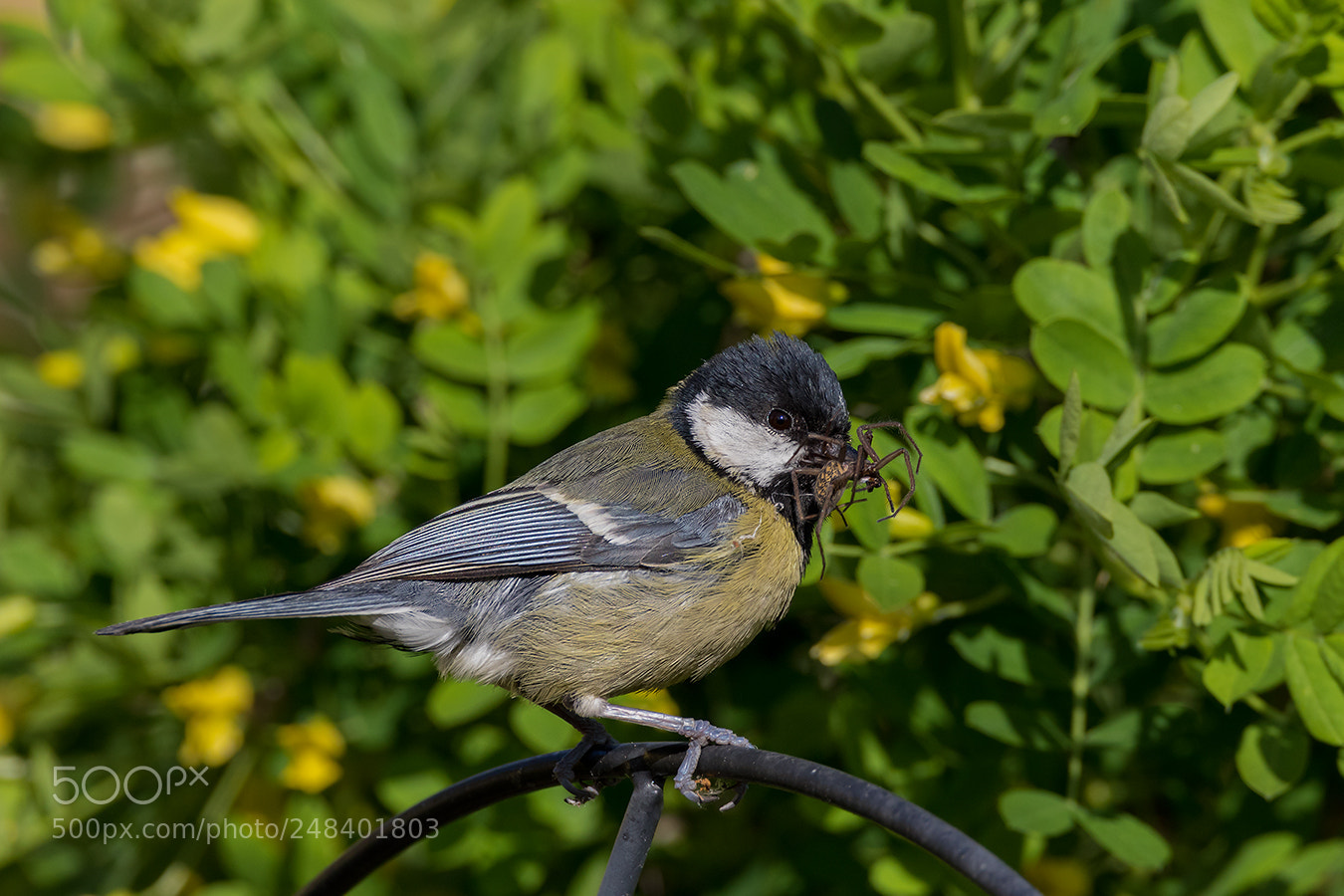 Canon EOS 7D Mark II sample photo. Kohlmeise photography