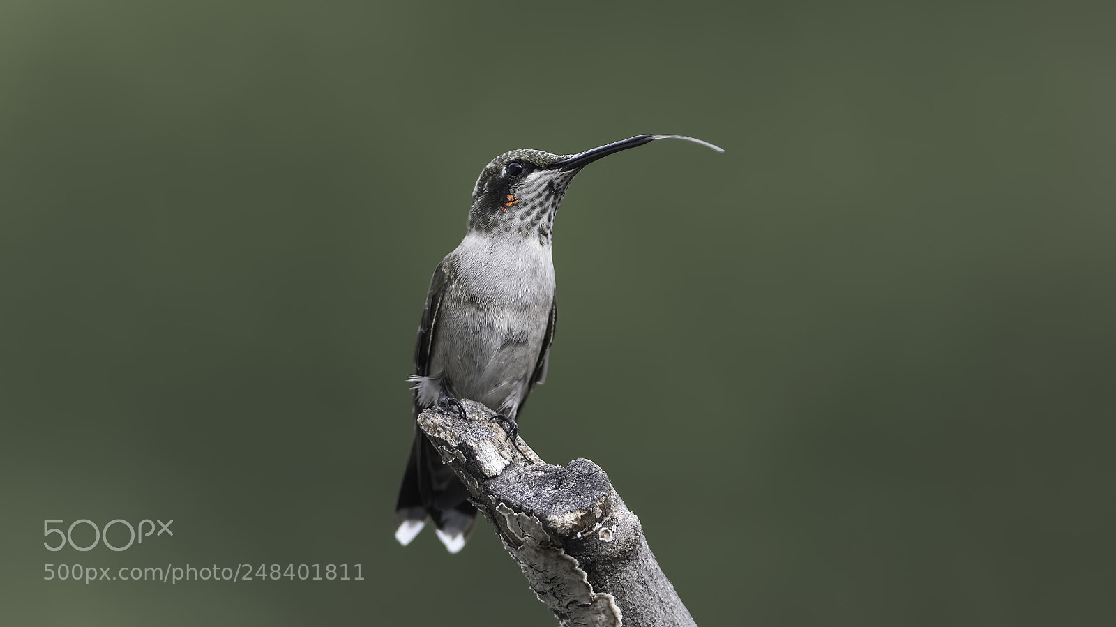Nikon D7100 sample photo. Morning perch photography