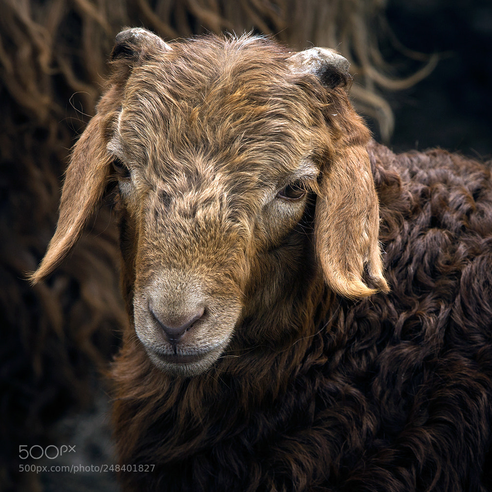 Canon EOS-1D X sample photo. Portrait of sheep 4 photography