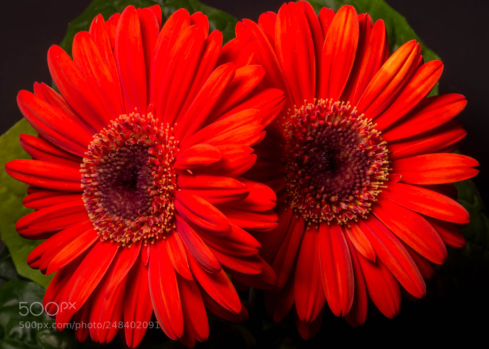 Canon EOS 600D (Rebel EOS T3i / EOS Kiss X5) sample photo. Daisy twins photography