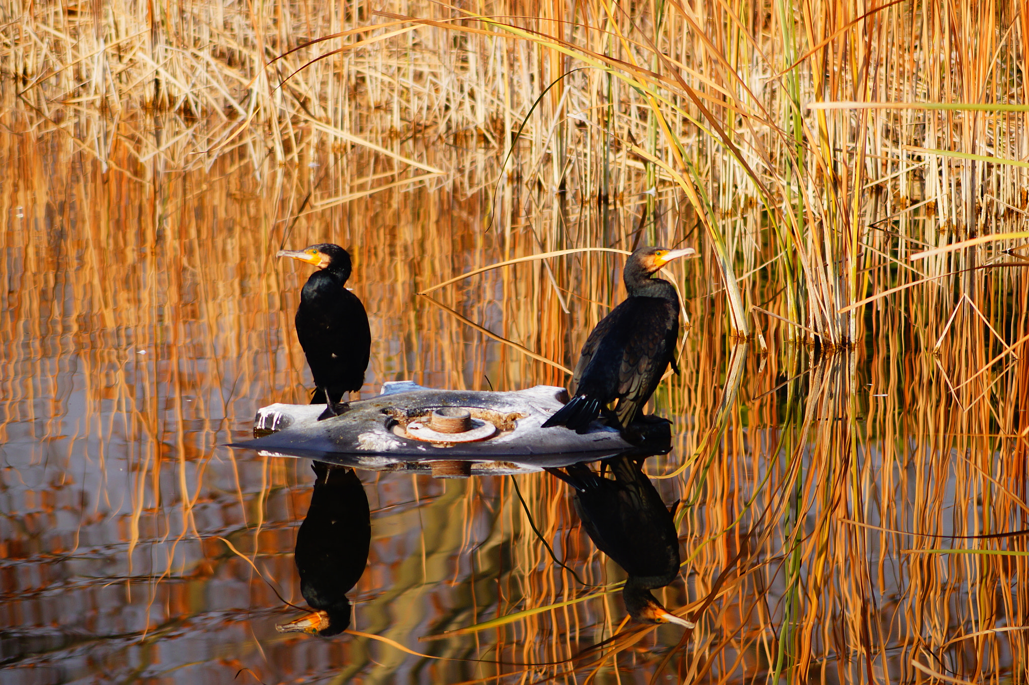 Sony DT 55-200mm F4-5.6 SAM sample photo. Resentful birds photography