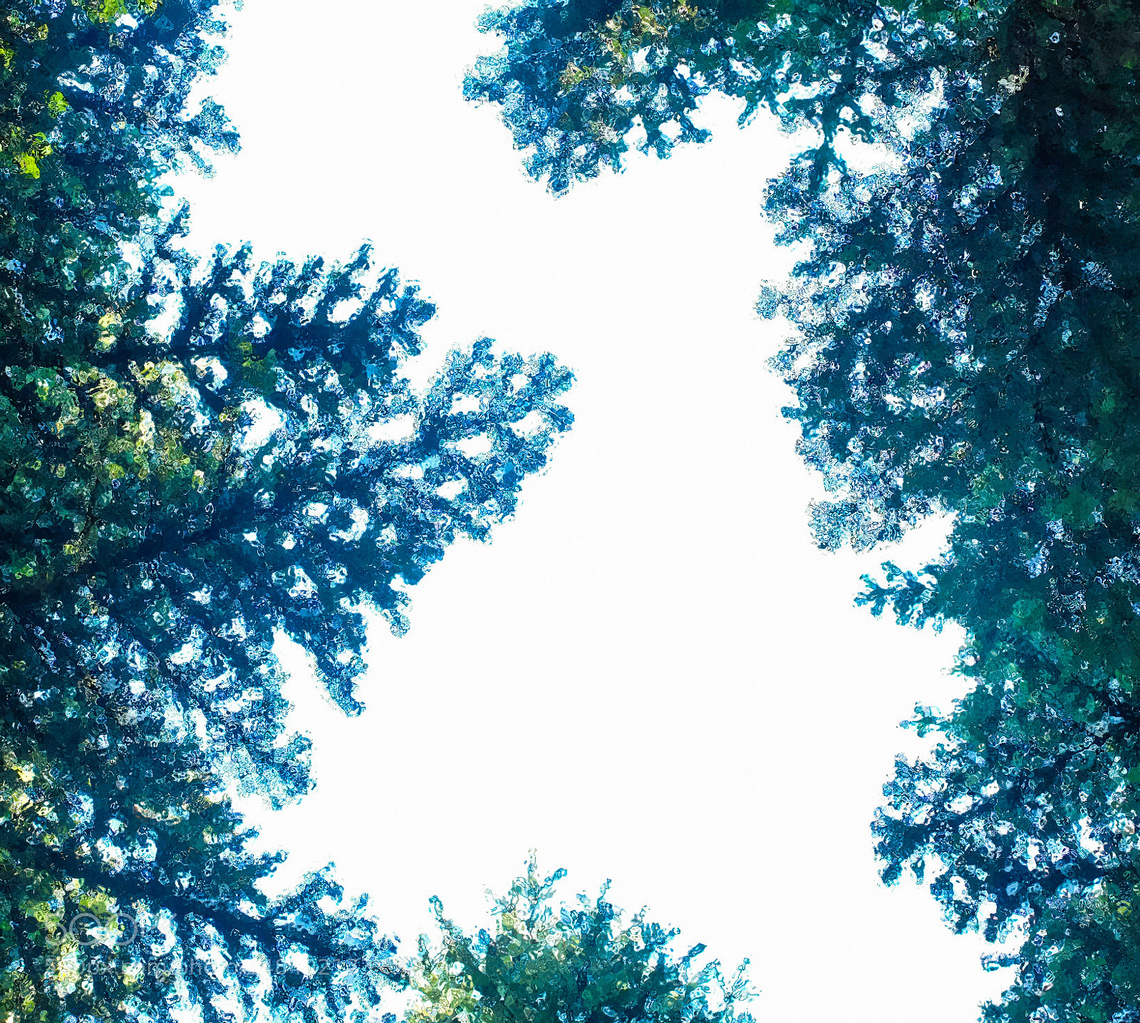 Fujifilm X20 sample photo. Trees photography