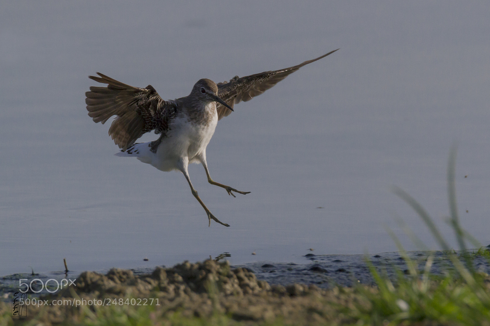 Canon EOS 7D sample photo. Green sandpiper photography