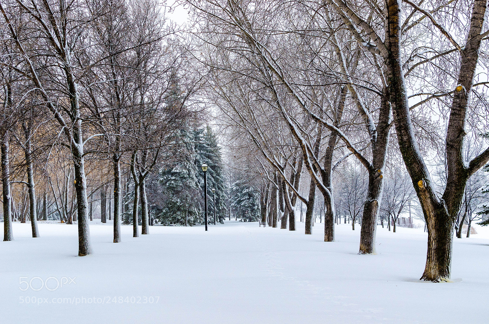 Nikon D7000 sample photo. Winter walk after snow photography