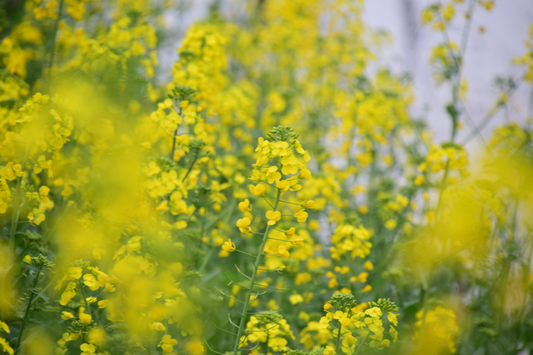 Nikon D5300 sample photo. 繁花凡花 photography