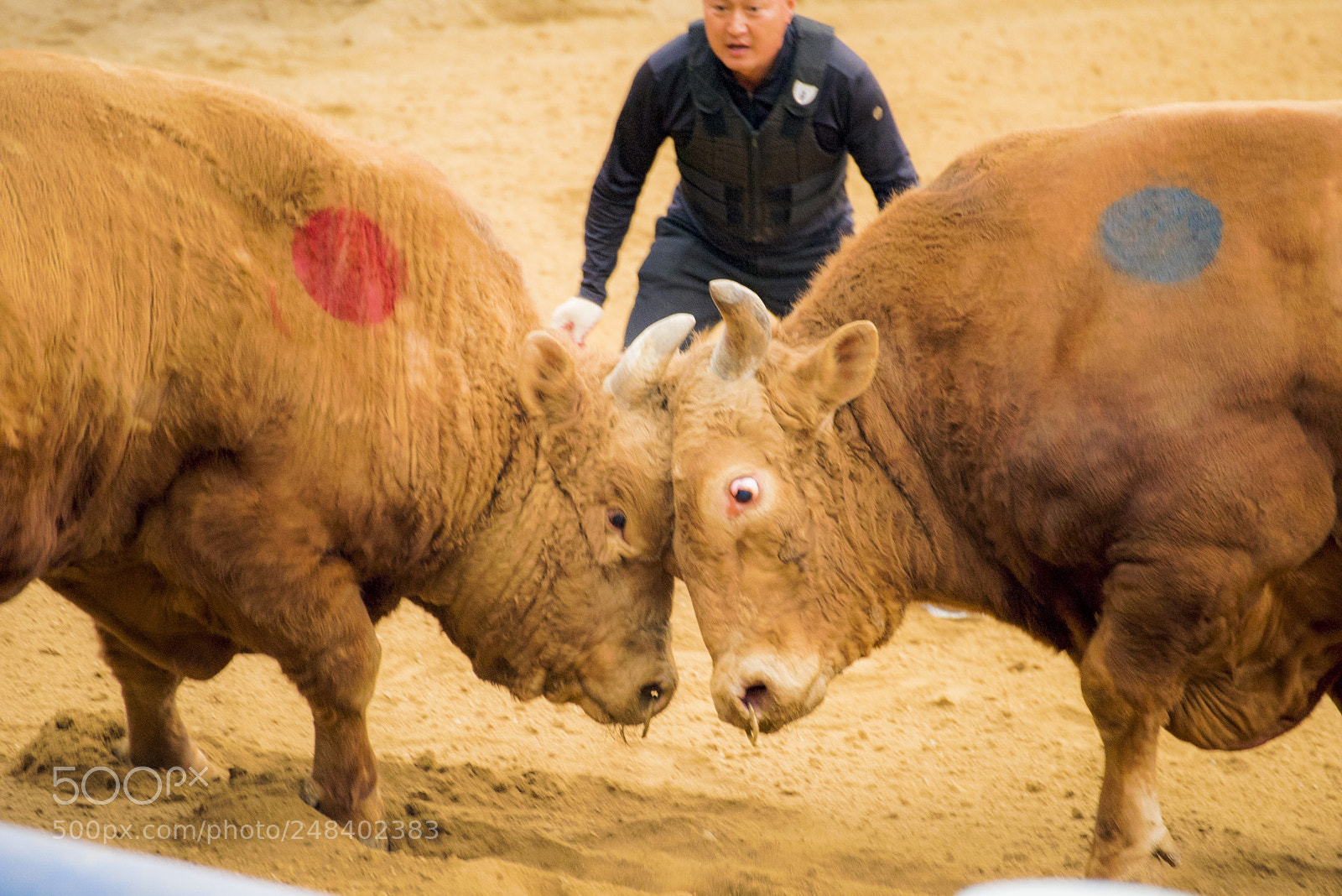 Nikon D810 sample photo. The bull fighting photography