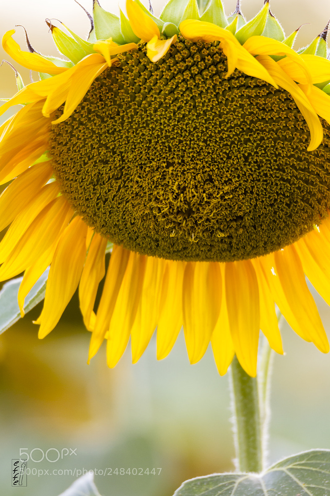 Canon EOS 7D sample photo. Sunflower photography