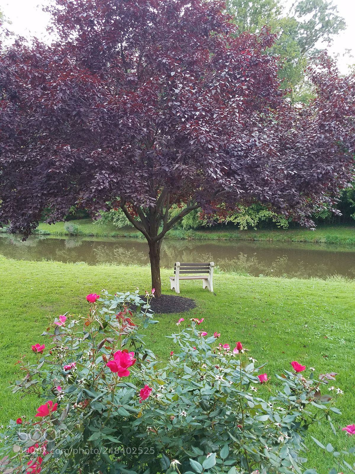 Samsung Galaxy S7 sample photo. Tree in the park photography
