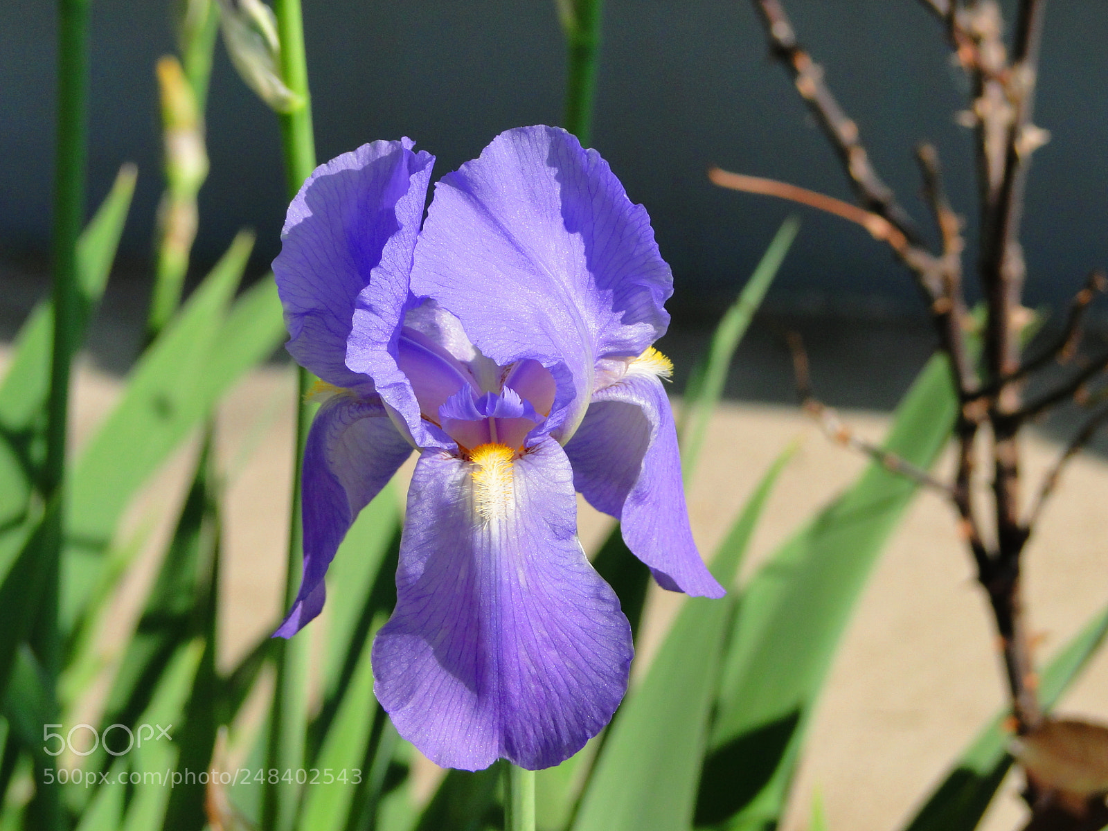 Sony Cyber-shot DSC-HX1 sample photo. Iris flower photography