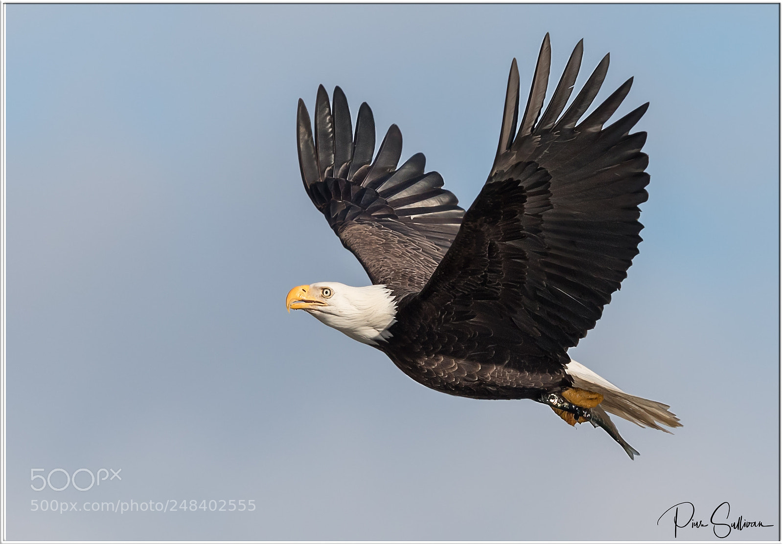 Canon EOS-1D X Mark II sample photo. Fly by! photography