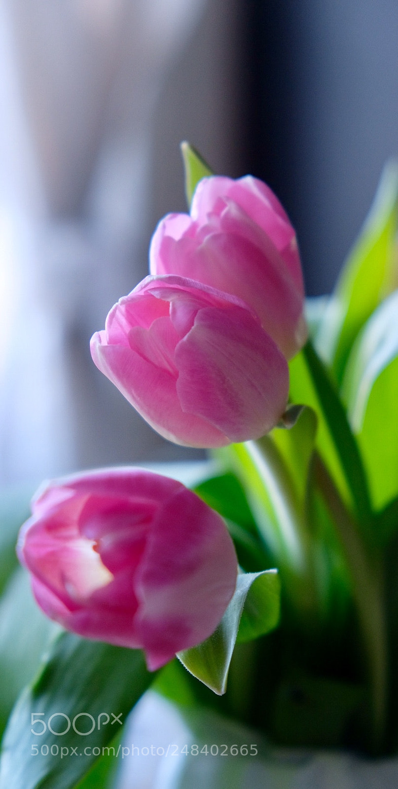 Fujifilm X-T20 sample photo. Flowers  the best models photography