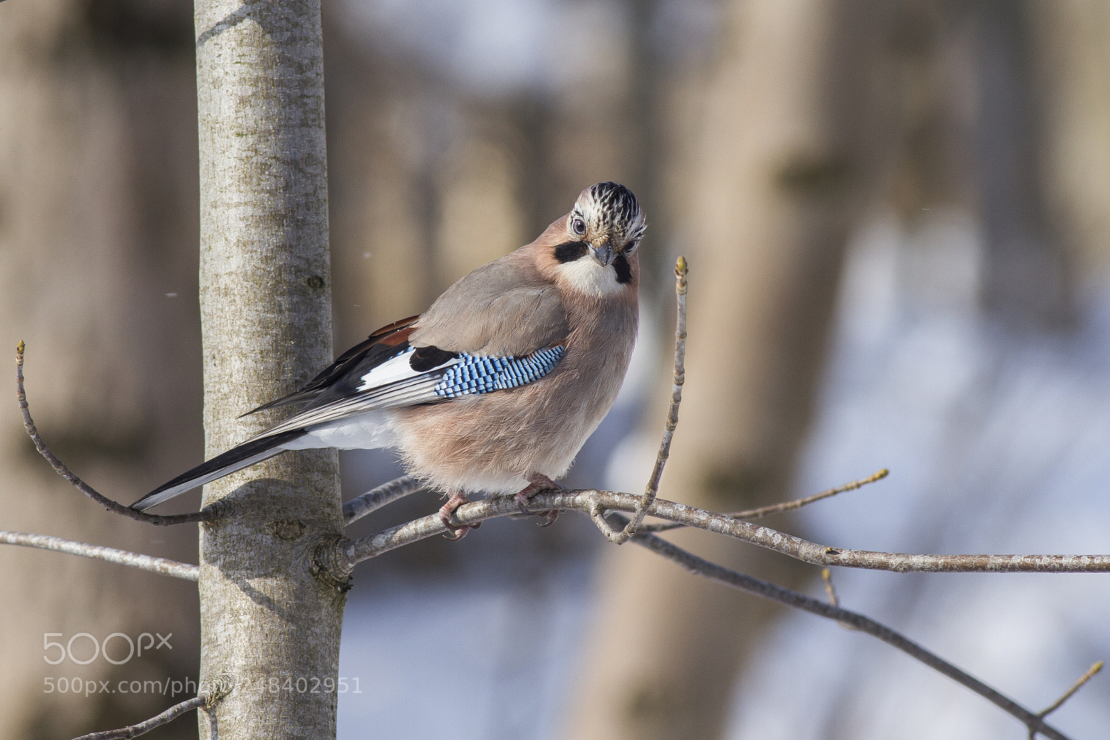 Canon EOS 7D sample photo. Eurasian jay (garrulus glandarius) photography