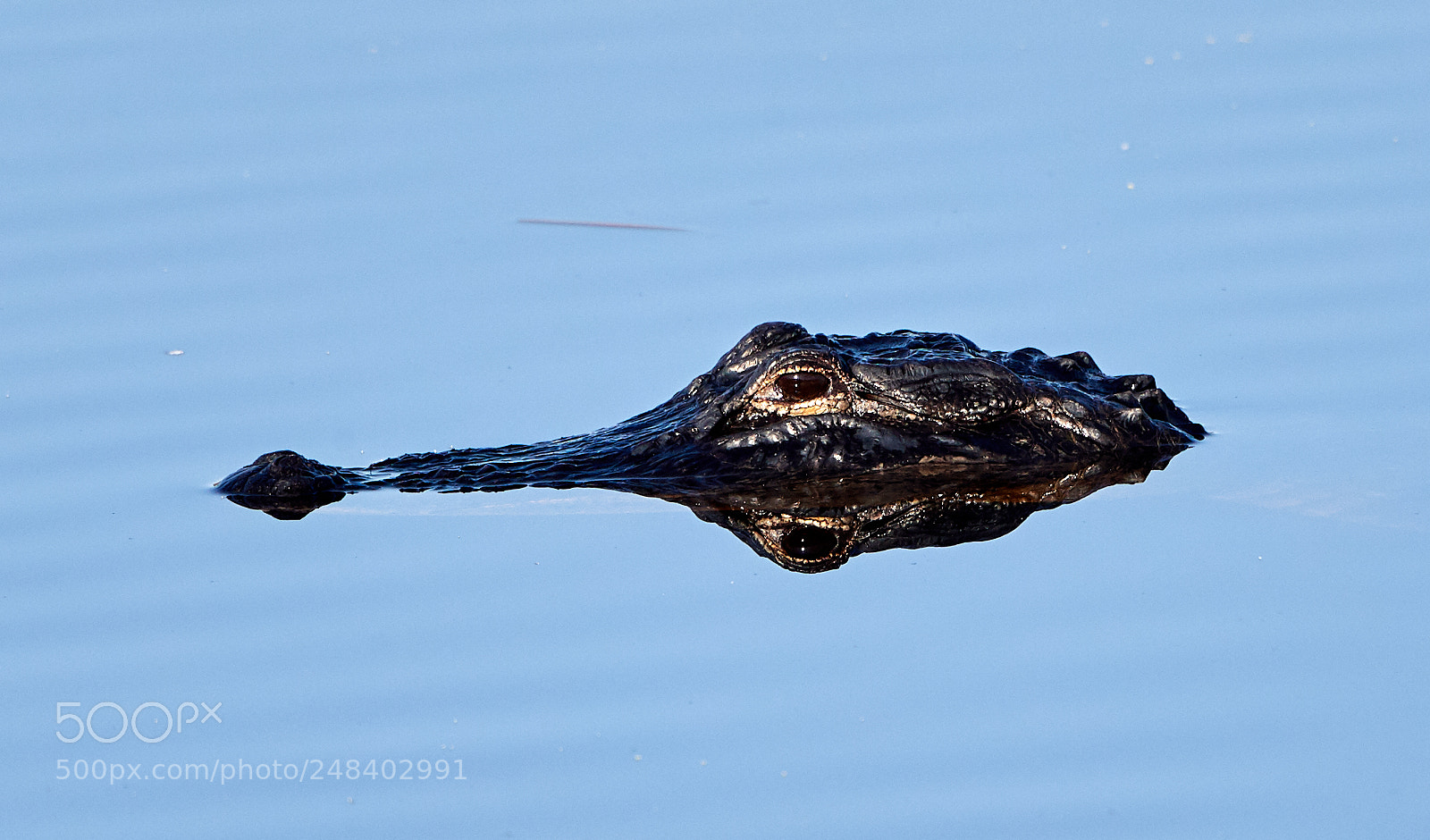 Canon EOS-1D X Mark II sample photo. 03-06-18-0006296.jpg photography