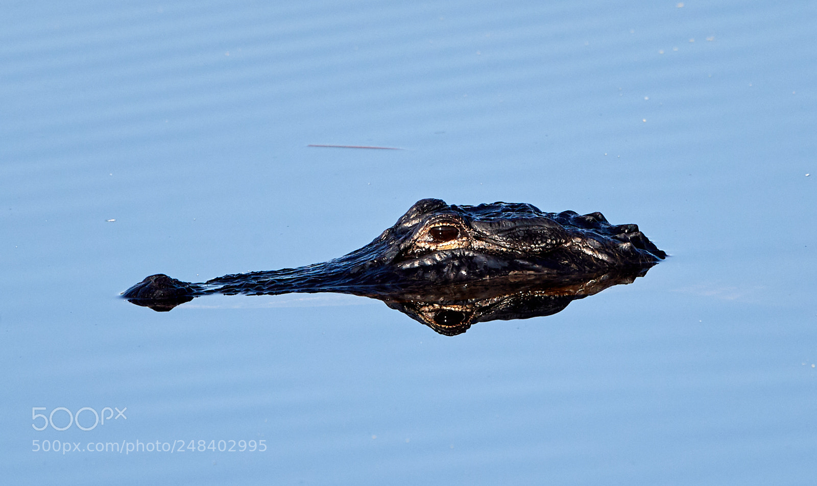 Canon EOS-1D X Mark II sample photo. 03-06-18-0006295.jpg photography