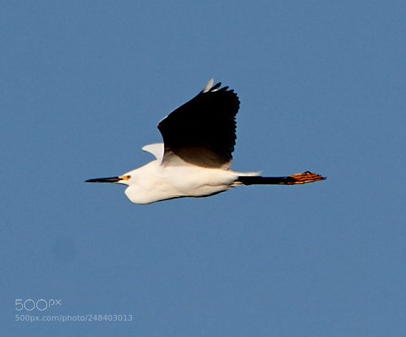 Canon EOS-1D X Mark II sample photo. 03-06-18-0006293 1.jpg photography