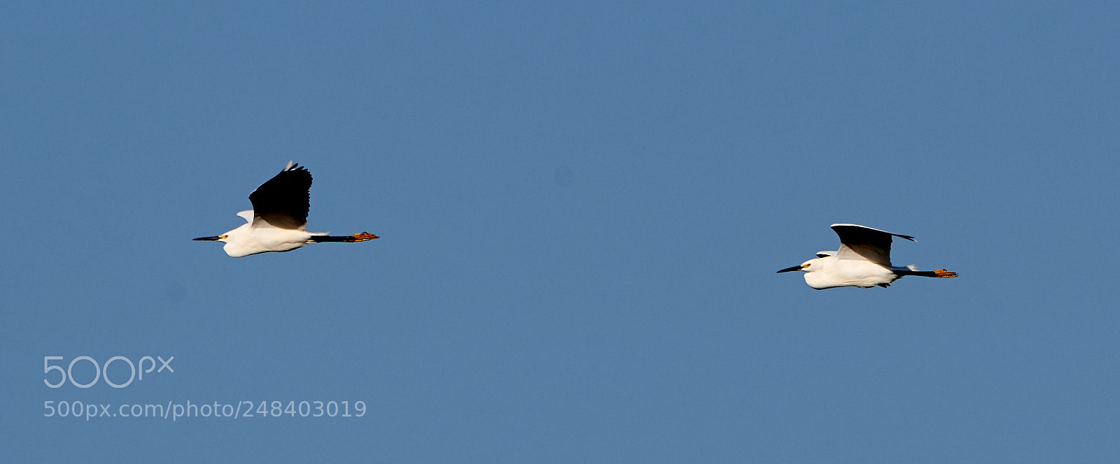 Canon EOS-1D X Mark II sample photo. 03-06-18-0006293.jpg photography